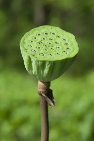 Pod de semente de flor de lótus — Fotografia de Stock