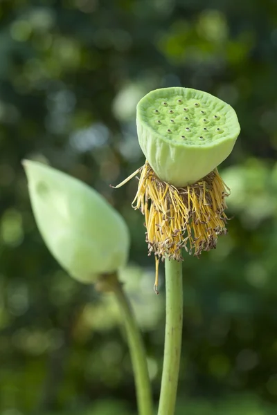 Насіння Pod квітка лотоса — стокове фото
