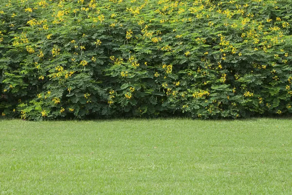 Parque verde no verão — Fotografia de Stock