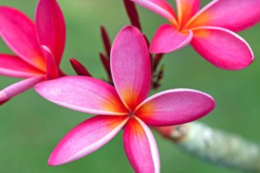 Plumeria çiçekler