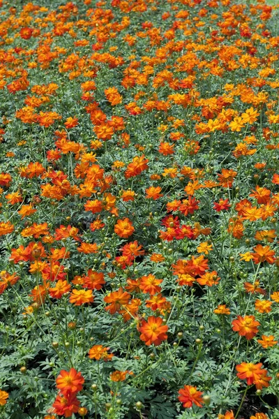 Orangen Kosmos Blumen — Stockfoto