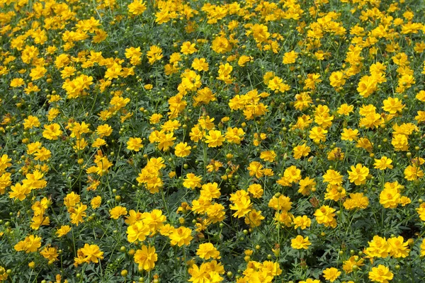 Flores cosmos amarelas — Fotografia de Stock