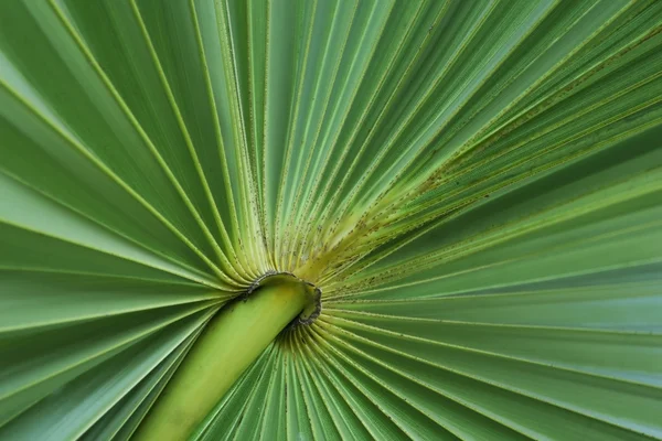 Foglia di palma verde — Foto Stock