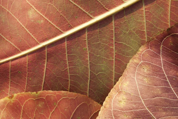 Abstract autumn leaf background — Stock Photo, Image