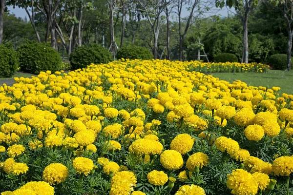 Jardín de flores de caléndula — Foto de Stock