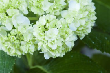 güzel HORTENSIA çiçek