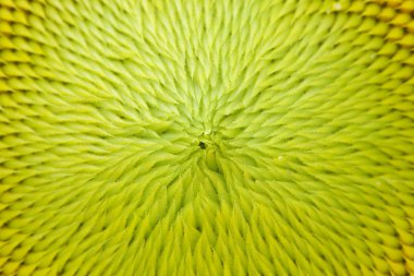 zonnebloem close-upAyçiçeği yakın çekim