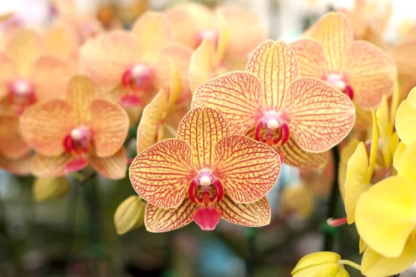 Oranžový orchidej — Stock fotografie