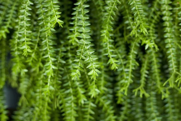 Imagem de close-up de folha de samambaia tropical — Fotografia de Stock