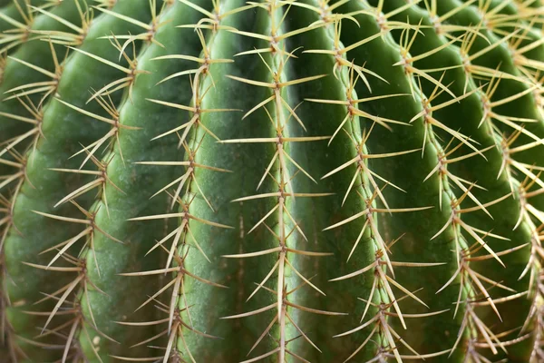 Kaktusz nagy — Stock Fotó