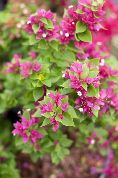 Pink bougainvillea flower — Stock Photo, Image