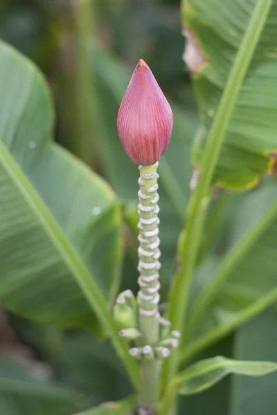 Flor de plátano — Foto de Stock