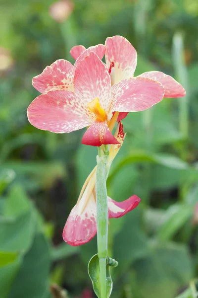 Πορτοκαλί canna φυτά λουλούδι — Φωτογραφία Αρχείου