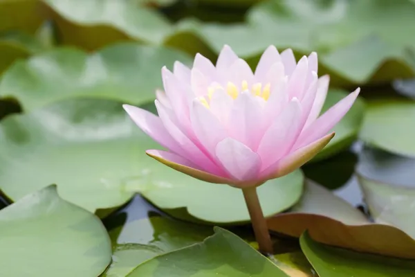 Lotus rose fleur — Photo