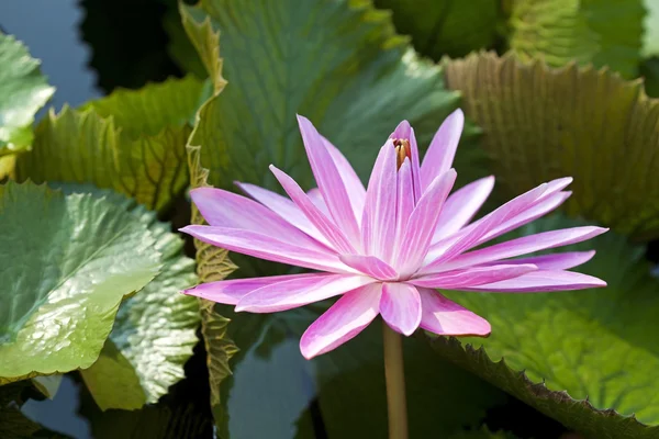 Blossom Lotus Flower — Stock Photo, Image