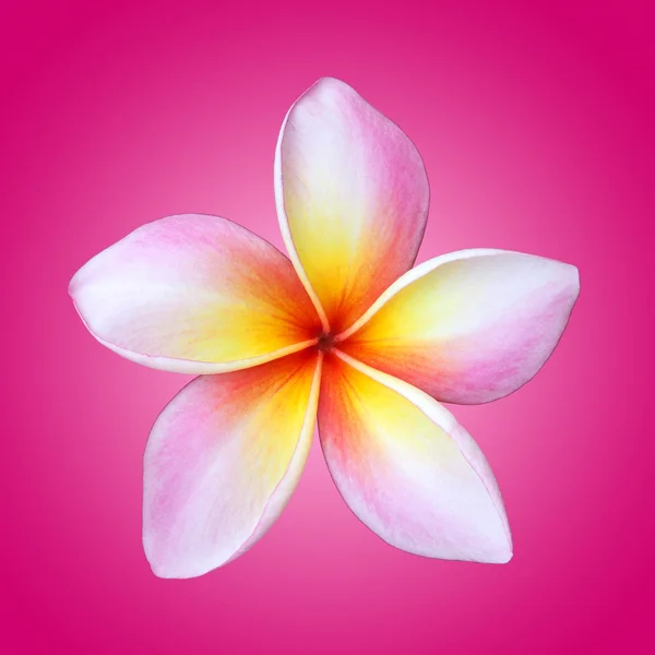 Flor de plumeria isolada sobre rosa — Fotografia de Stock