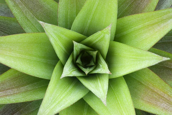 파인애플 식물에 근접 촬영 — 스톡 사진
