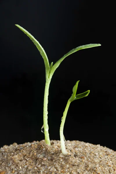 Wassermelonen sprießen auf schwarzem Hintergrund — Stockfoto