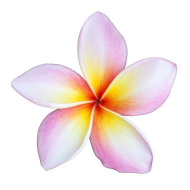 Frangipani çiçeği beyaza izole edilmiş.