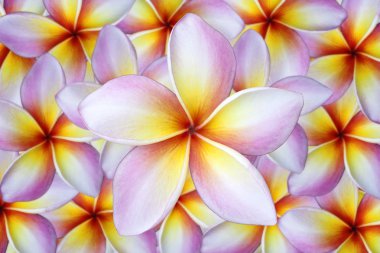 Plumeria çiçek arka plan