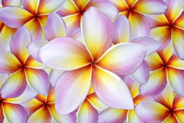 Цветочный фон Plumeria — стоковое фото