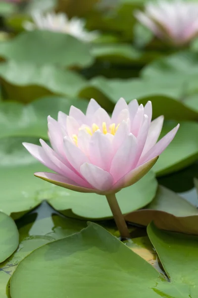 Lótus rosa flor — Fotografia de Stock