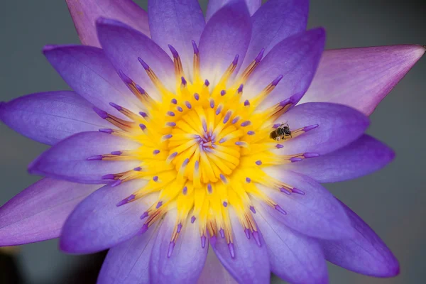 Fiore di loto viola — Foto Stock