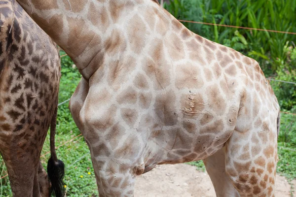 The body of giraffe — Stock Photo, Image