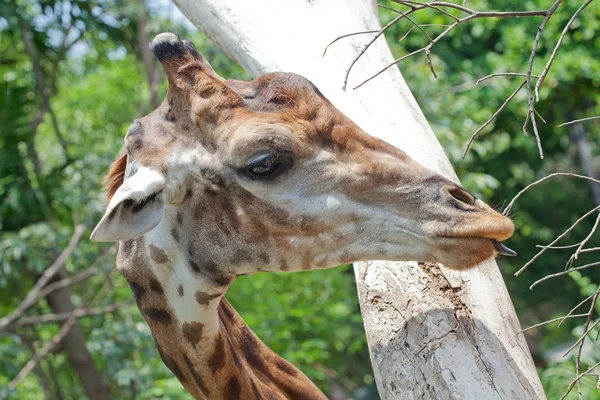 Primo piano colpo di testa di giraffa — Foto Stock