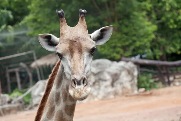 Primer plano de la cabeza de jirafa —  Fotos de Stock