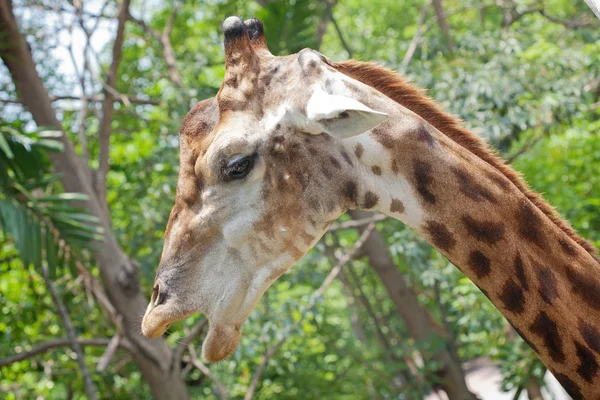 Närbild bild av giraffhuvud — Stockfoto