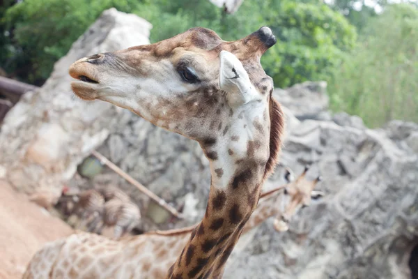 Närbild bild av giraffhuvud — Stockfoto