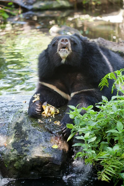 Asiatischer Schwarzbär — Stockfoto