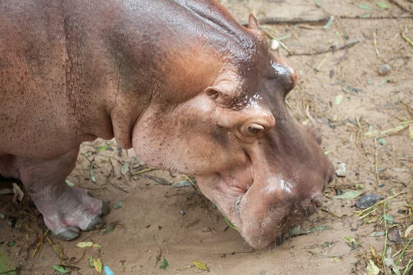 The hippopotamus — Stock Photo, Image