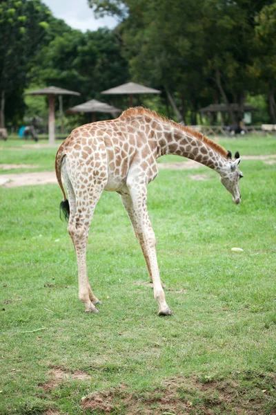 Young giraffe in the open zoo — Stock Photo, Image