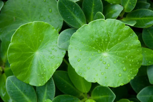 Gros plan de feuilles vertes avec des gouttes d'eau — Photo