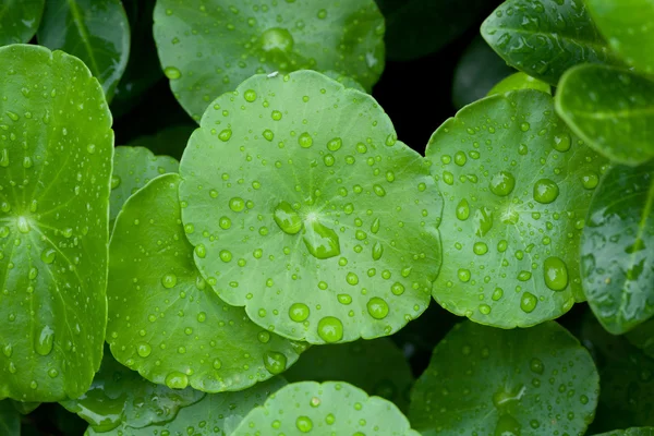 Gros plan de feuilles vertes avec des gouttes d'eau — Photo