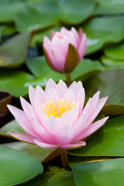 Çiçeği pembe lotus çiçeği — Stok fotoğraf