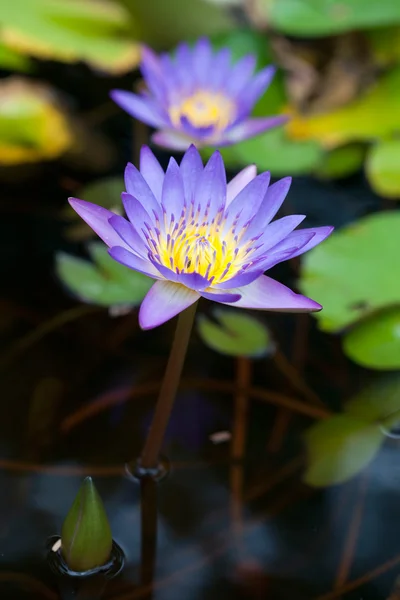 Blossom mavi lotus çiçeği — Stok fotoğraf