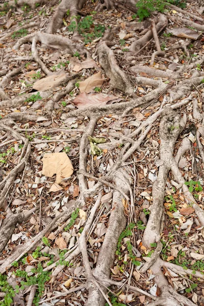 Raíces de árboles —  Fotos de Stock