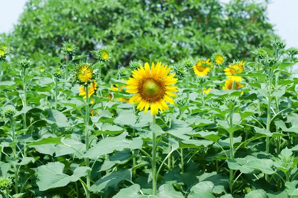 Sunflowers on plant — Stock Photo, Image