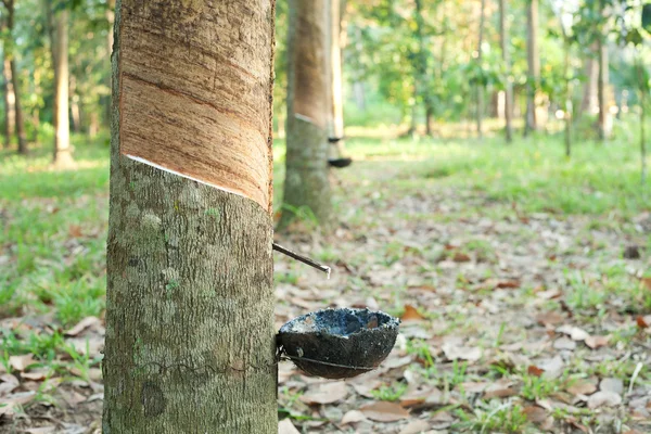 Rubber plantage — Stockfoto