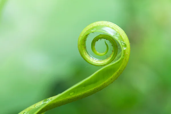 Unfolding young fern leave — Stock Photo, Image