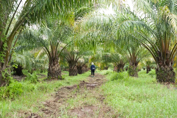Oil Palm Plantation — Stock Photo, Image
