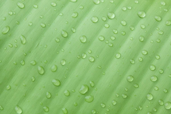 Droplets water on beautiful banana leaf — Stock Photo, Image