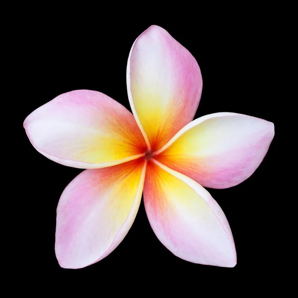 Plumeria fiore isolato su nero — Foto Stock