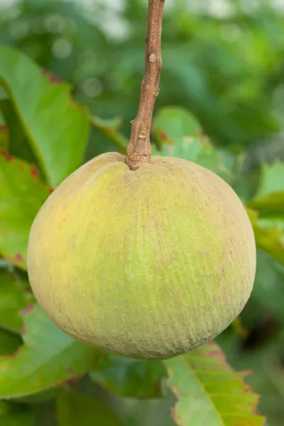 Fresh santol fruit on tree — Stock Photo, Image