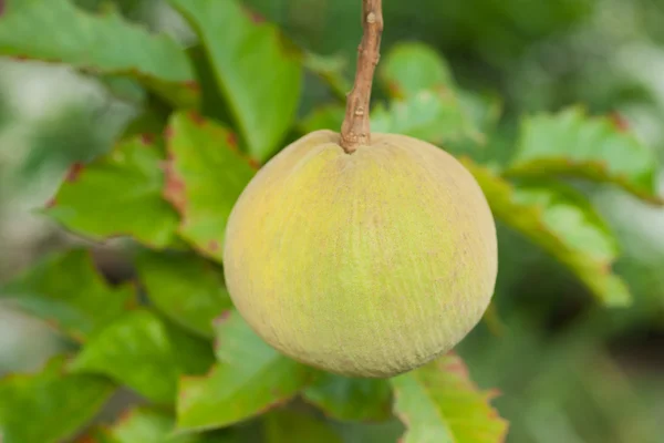 Santol vers fruit op de boom — Stockfoto