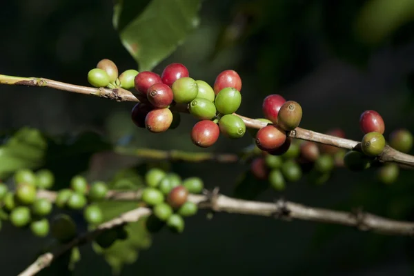 Granos de café madurando en el árbol — Foto de Stock