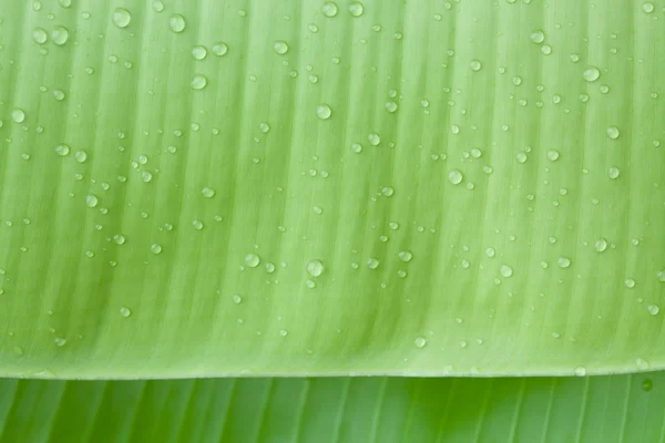 Goccioline d'acqua su bella foglia di banana — Foto Stock